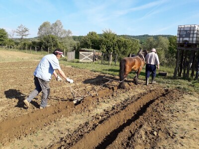 Ninići povadili 2.500 sadnica voća kako bi ih spasili od poplava i ponovo posadili