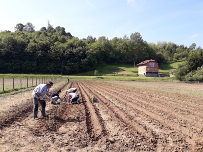 Ninići povadili 2.500 sadnica voća kako bi ih spasili od poplava i ponovo posadili