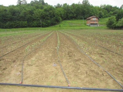 Ninići povadili 2.500 sadnica voća kako bi ih spasili od poplava i ponovo posadili