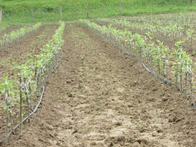Ninići povadili 2.500 sadnica voća kako bi ih spasili od poplava i ponovo posadili
