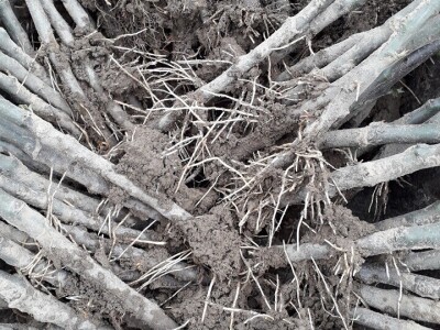 Ninići povadili 2.500 sadnica voća kako bi ih spasili od poplava i ponovo posadili