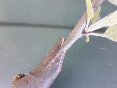 Ninići povadili 2.500 sadnica voća kako bi ih spasili od poplava i ponovo posadili