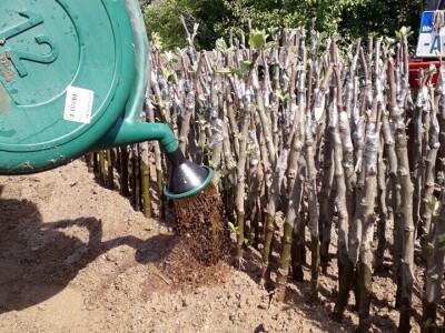 Ninići povadili 2.500 sadnica voća kako bi ih spasili od poplava i ponovo posadili