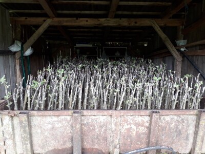 Ninići povadili 2.500 sadnica voća kako bi ih spasili od poplava i ponovo posadili