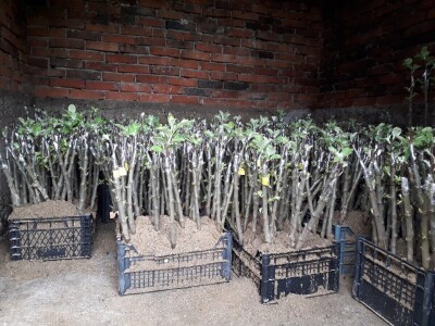 Ninići povadili 2.500 sadnica voća kako bi ih spasili od poplava i ponovo posadili