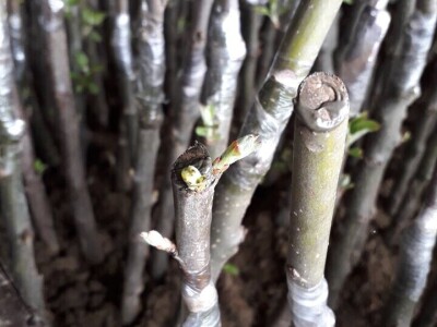 Ninići povadili 2.500 sadnica voća kako bi ih spasili od poplava i ponovo posadili