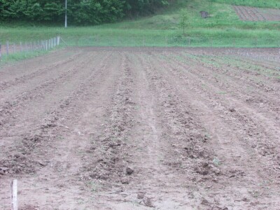 Ninići povadili 2.500 sadnica voća kako bi ih spasili od poplava i ponovo posadili