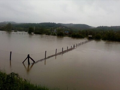 Ninići povadili 2.500 sadnica voća kako bi ih spasili od poplava i ponovo posadili