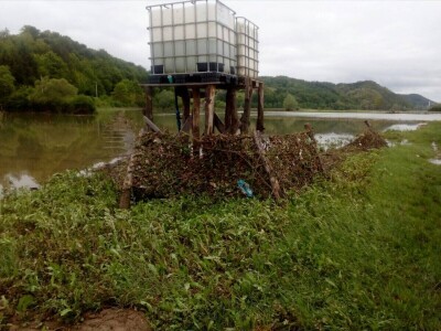 Ninići povadili 2.500 sadnica voća kako bi ih spasili od poplava i ponovo posadili