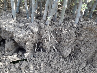 Ninići povadili 2.500 sadnica voća kako bi ih spasili od poplava i ponovo posadili