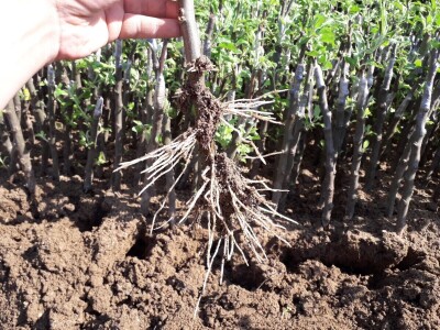 Ninići povadili 2.500 sadnica voća kako bi ih spasili od poplava i ponovo posadili