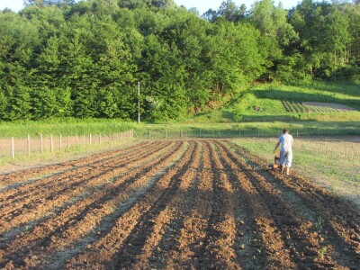 Ninići povadili 2.500 sadnica voća kako bi ih spasili od poplava i ponovo posadili