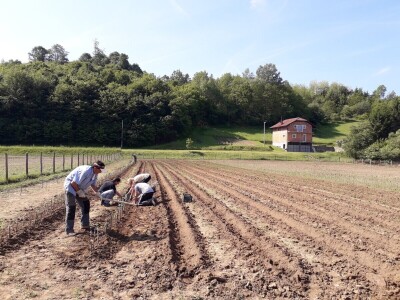 Ninići povadili 2.500 sadnica voća kako bi ih spasili od poplava i ponovo posadili