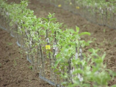 Ninići povadili 2.500 sadnica voća kako bi ih spasili od poplava i ponovo posadili