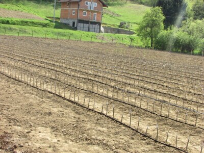 Ninići povadili 2.500 sadnica voća kako bi ih spasili od poplava i ponovo posadili