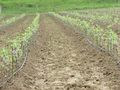 Ninići povadili 2.500 sadnica voća kako bi ih spasili od poplava i ponovo posadili