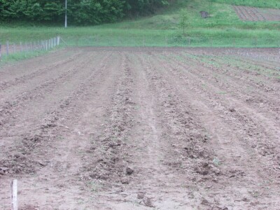 Ninići povadili 2.500 sadnica voća kako bi ih spasili od poplava i ponovo posadili