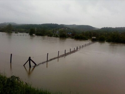 Ninići povadili 2.500 sadnica voća kako bi ih spasili od poplava i ponovo posadili