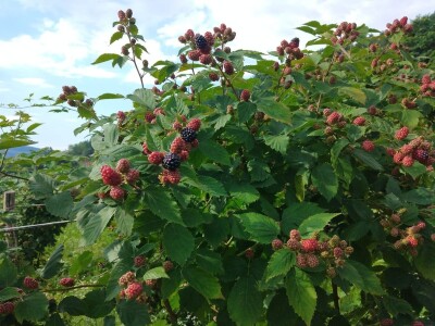 Niska otkupna cena kupine