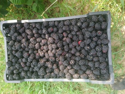 Niska otkupna cena kupine