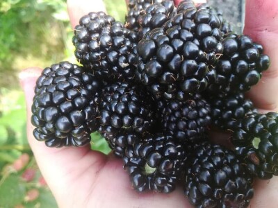 Niska otkupna cena kupine