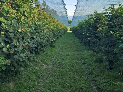 Niska otkupna cena kupine