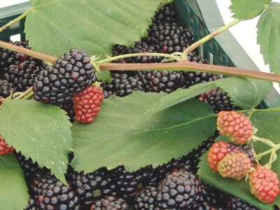 Niska otkupna cena kupine