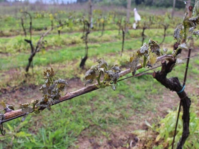 Niske temperature, mraz, slana uništili vinograde u Vrgoračko-neretvanskom polju