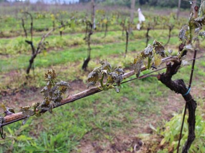 Niske temperature, mraz, slana uništili vinograde u Vrgoračko-neretvanskom polju