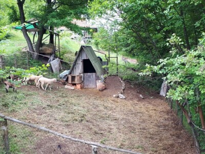 Nišlija živi svoj san – pravi zavičajno imanje