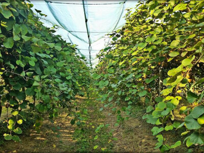 Zdravi nasadi, lijep odnos prema prirodi Zdravi nasadi, lijep odnos prema prirodi