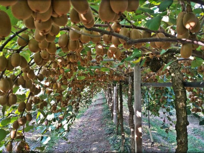 Kiwi - višestruko zdrav u svakom smislu Kiwi - višestruko zdrav u svakom smislu