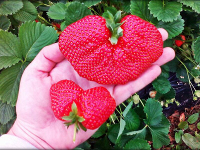 Srce od jagode - stvoreno za romantičare Srce od jagode - stvoreno za romantičare