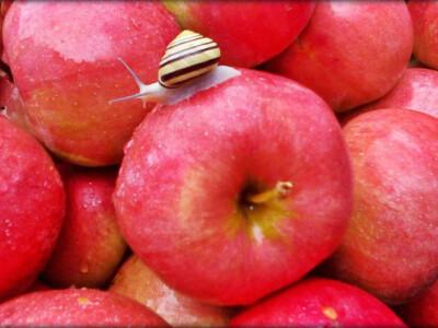 I puž je našao svoje mjesto na ovom zdravom voću I puž je našao svoje mjesto na ovom zdravom voću