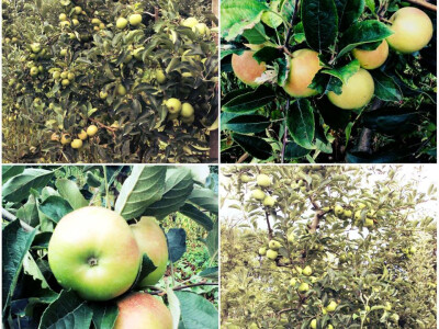 Vodi se briga o svakoj voćki jabuke Vodi se briga o svakoj voćki jabuke