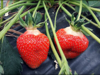 Velike jagode - atrakcija i senzacija Velike jagode - atrakcija i senzacija