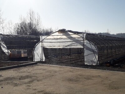 Njemački otkupljivač krastavaca kornišona, šansa za dopunu budžeta domaćih poljoprivrednika Njemački otkupljivač krastavaca kornišona, šansa za dopunu budžeta domaćih poljoprivrednika