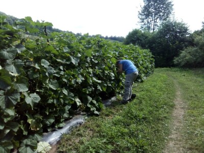 Njemački otkupljivač krastavaca kornišona, šansa za dopunu budžeta domaćih poljoprivrednika Njemački otkupljivač krastavaca kornišona, šansa za dopunu budžeta domaćih poljoprivrednika