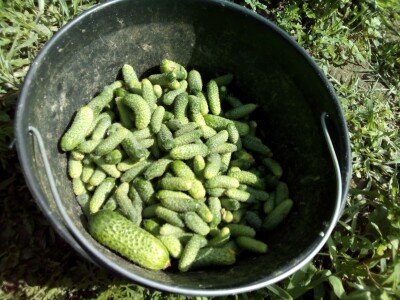 Njemački otkupljivač krastavaca kornišona, šansa za dopunu budžeta domaćih poljoprivrednika Njemački otkupljivač krastavaca kornišona, šansa za dopunu budžeta domaćih poljoprivrednika