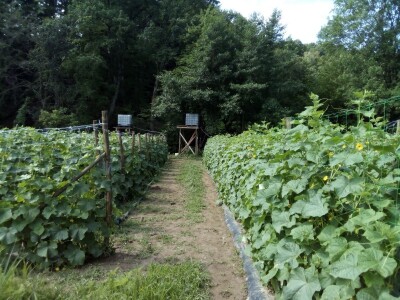 Njemački otkupljivač krastavaca kornišona, šansa za dopunu budžeta domaćih poljoprivrednika Njemački otkupljivač krastavaca kornišona, šansa za dopunu budžeta domaćih poljoprivrednika