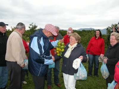 Berba mandarina u dolini Neretve - njemački turisti