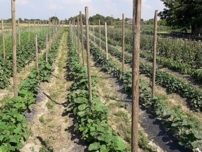 OPG Šestanj - spoj mladosti i tradicije