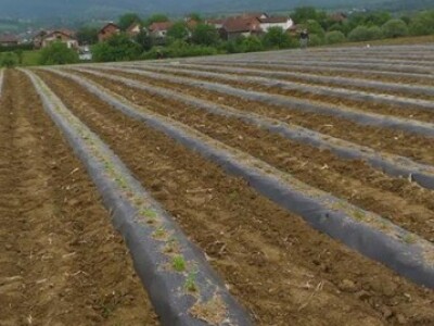Bogato polje Bogato polje