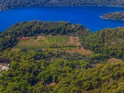 Poljoprivredna imanja na otoku Mljetu pod udarom divljih svinja