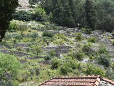 Noćnjak 2022 Dol