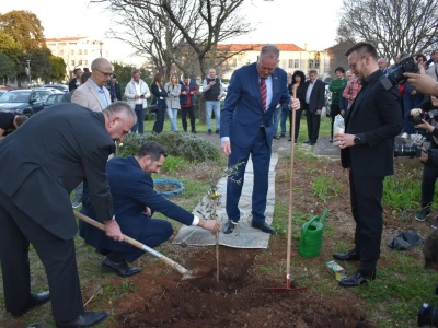 Noćnjak 2024. - sadnja masline