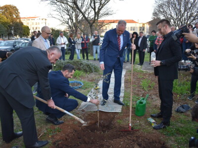 Noćnjak 2024. - sadnja masline