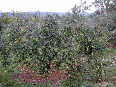 NOĆNJAK 209 - Maslinar iz Draga: Poslao ženu Sandru Barešić  po zlatnu medalju!