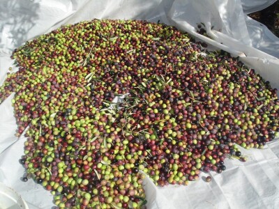 NOĆNJAK 209 - Maslinar iz Draga: Poslao ženu Sandru Barešić  po zlatnu medalju!