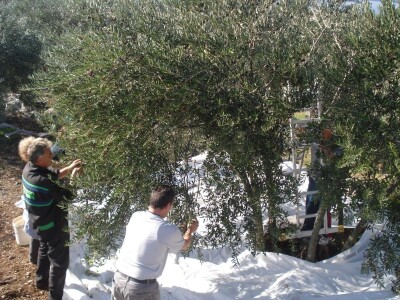 NOĆNJAK 209 - Maslinar iz Draga: Poslao ženu Sandru Barešić  po zlatnu medalju!